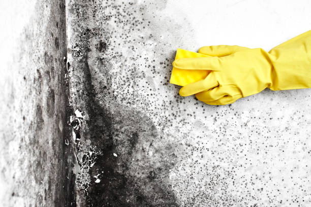 Best Commercial Mold Remediation in Elk Plain, WA