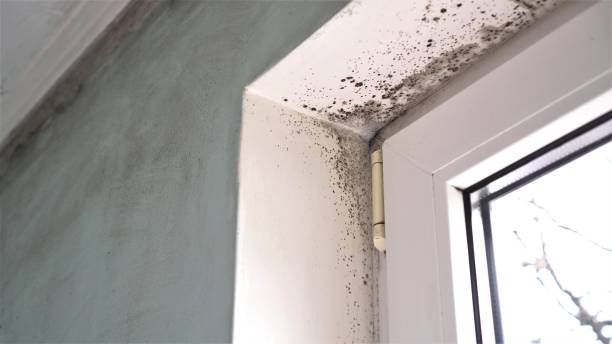 Best Kitchen Mold Remediation in Elk Plain, WA