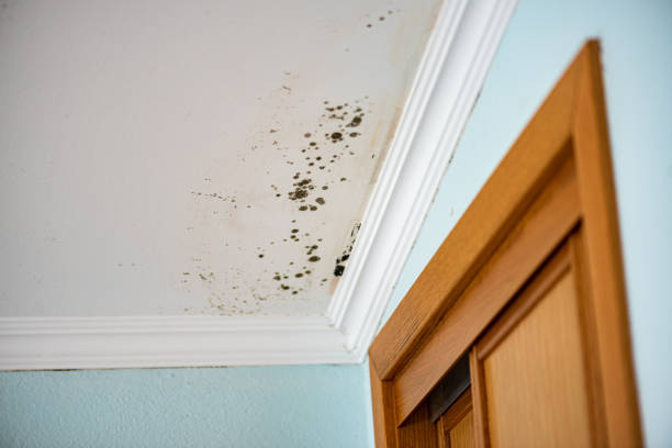 Best Mold Remediation for Schools in Elk Plain, WA