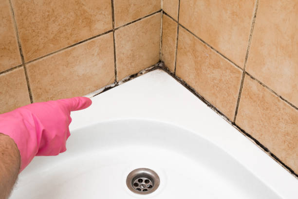 Best Attic Mold Remediation in Elk Plain, WA